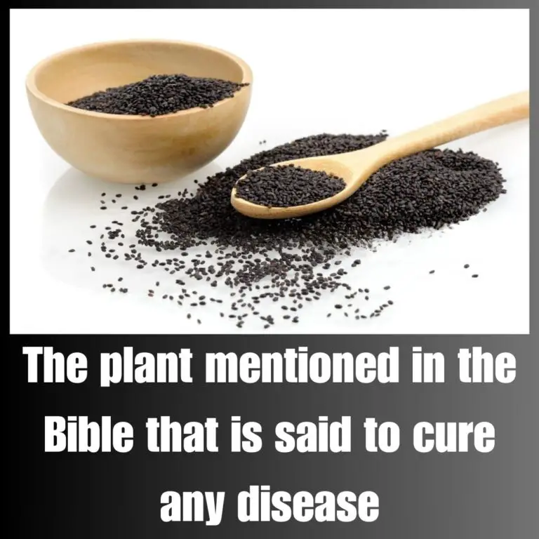 The Plant Mentioned in the Holy Books That Is Said to Cure Any Disease: Unveiling Nature’s Miraculous Remedy