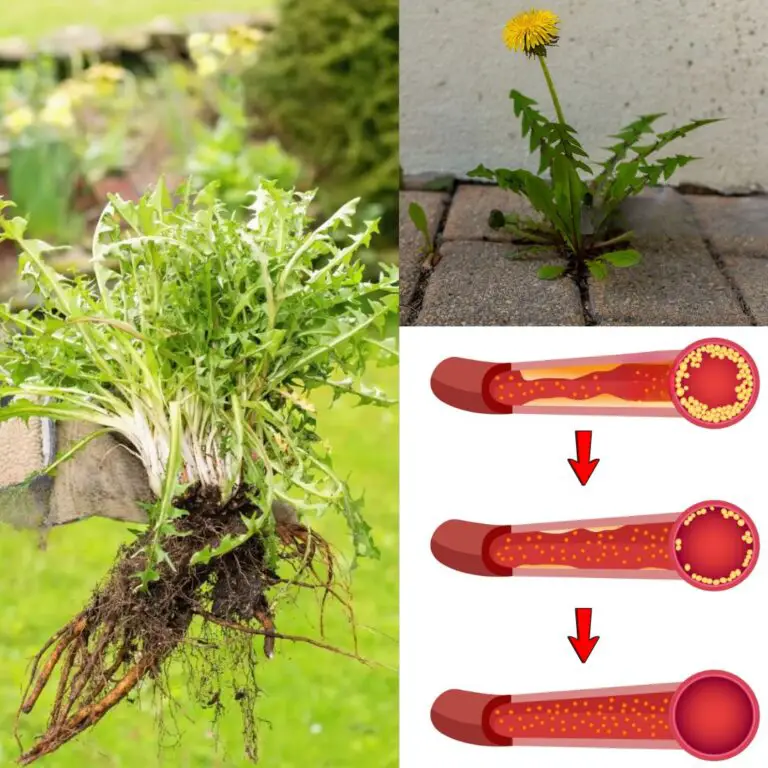 Dandelion Root Coffee ☕🌼 (2 Servings) — A Natural Brew with Surprising Benefits