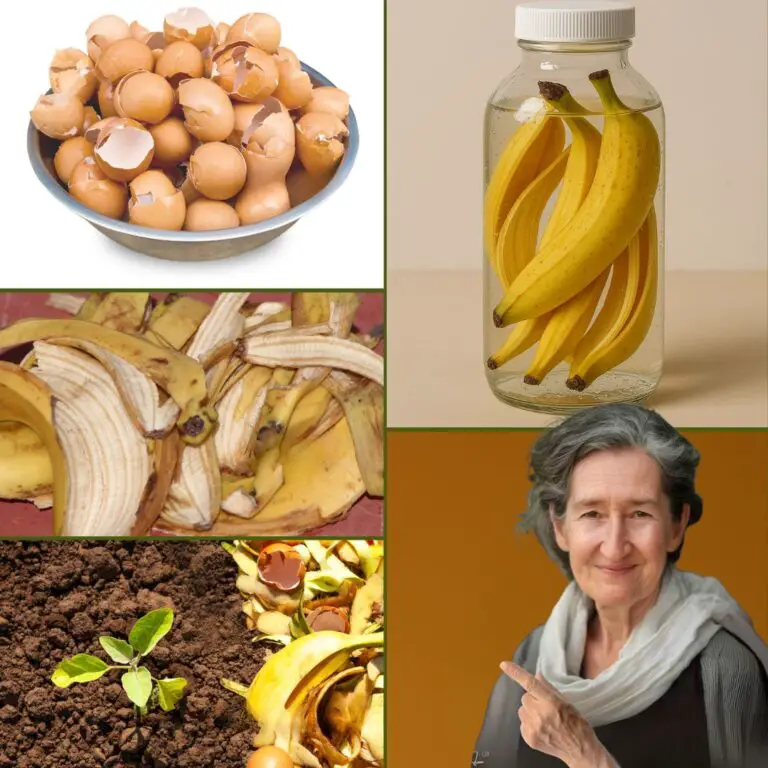 12 Easy Homemade Fertilizers for Plants: Boost Growth Naturally with Simple Ingredients