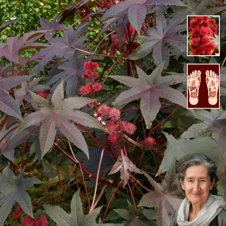 Seeing This Plant Is Like Finding “Gold” in the Garden — Don’t Throw It Away!