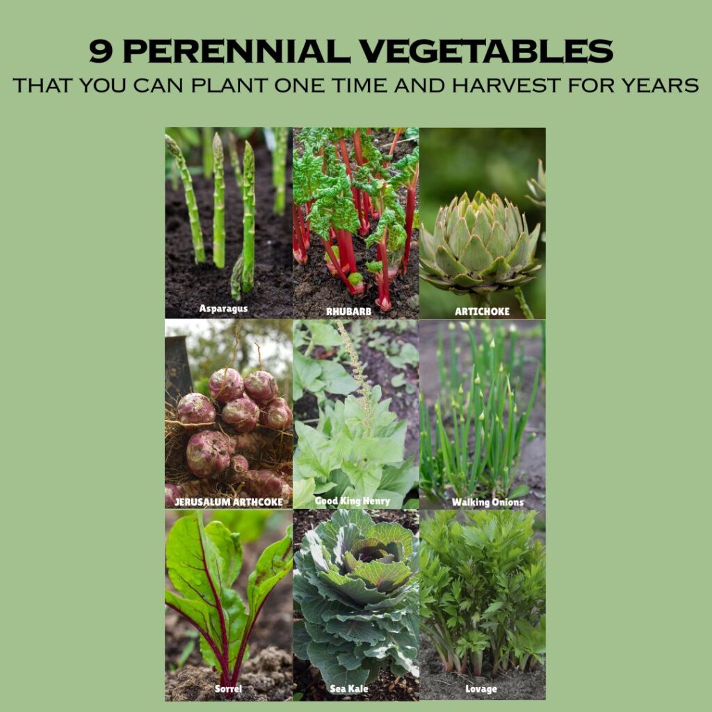 9 Perennial Vegetables to Plant and Harvest for Decades: Your Ultimate Guide to Sustainable, Delicious Gardening