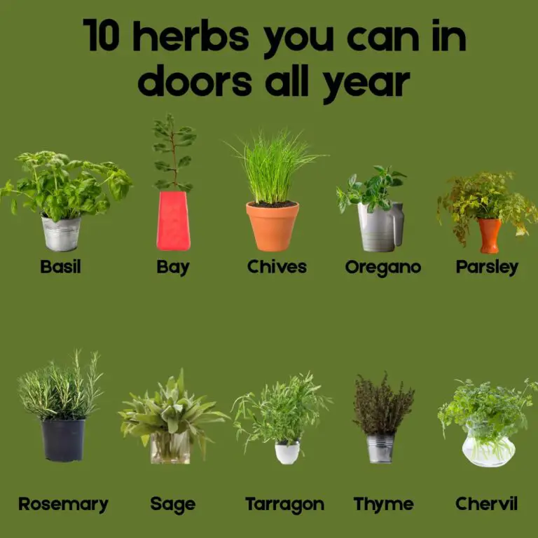 10 Herbs You Can Grow Indoors All Year — Fresh Flavor at Your Fingertips